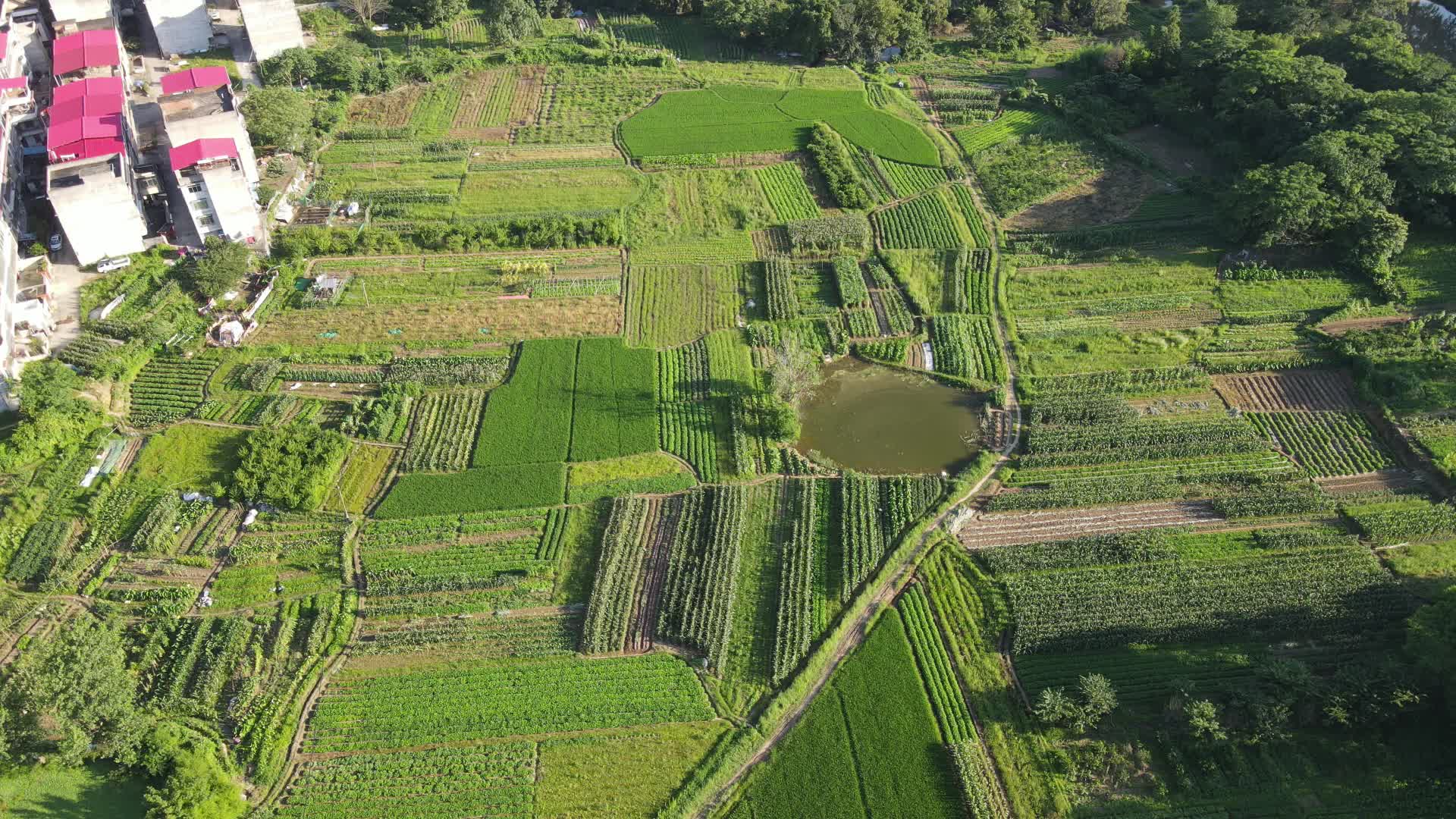 航拍绿色水稻粮食农作物视频的预览图
