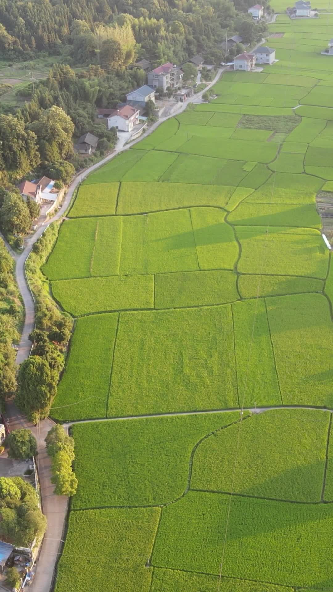 航拍绿色农田农业种植基地竖屏视频的预览图