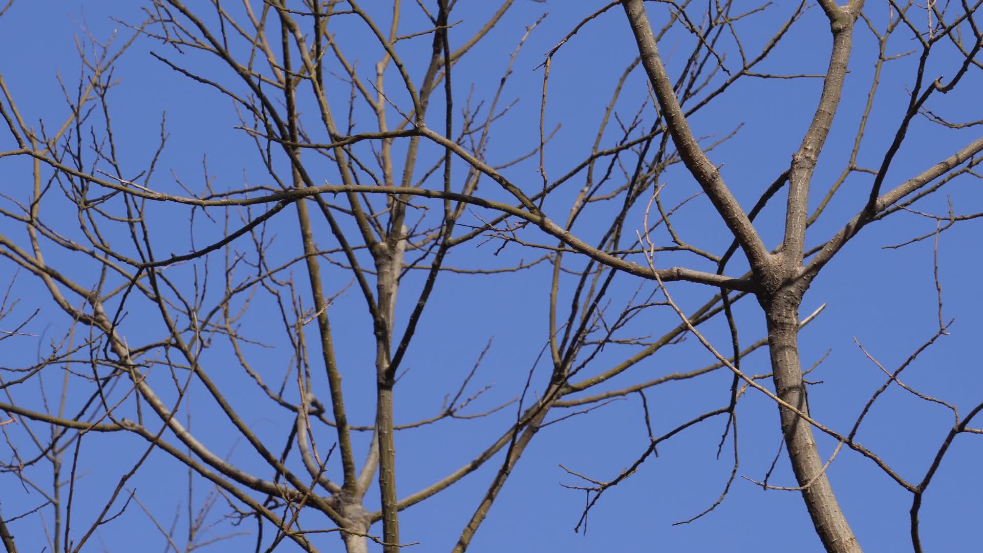 秋冬落叶树木树枝视频的预览图
