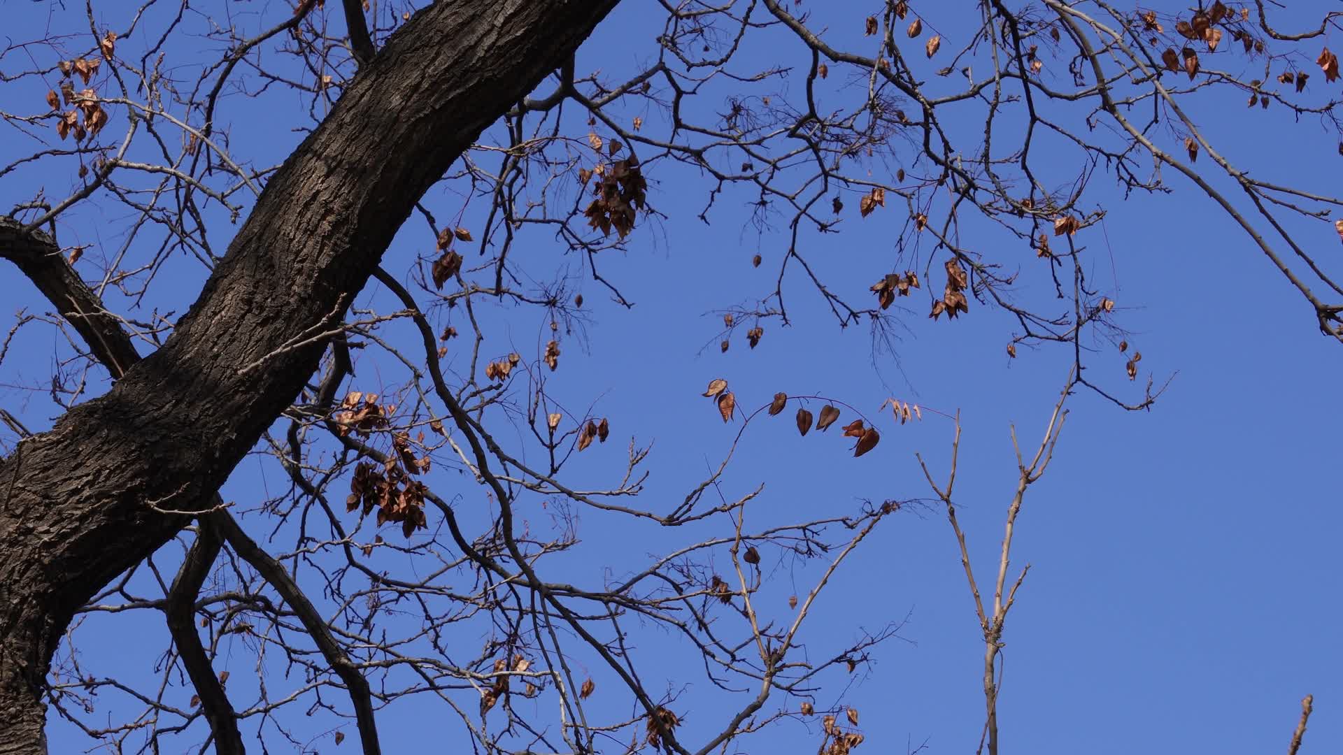 秋冬落叶树木树枝视频的预览图