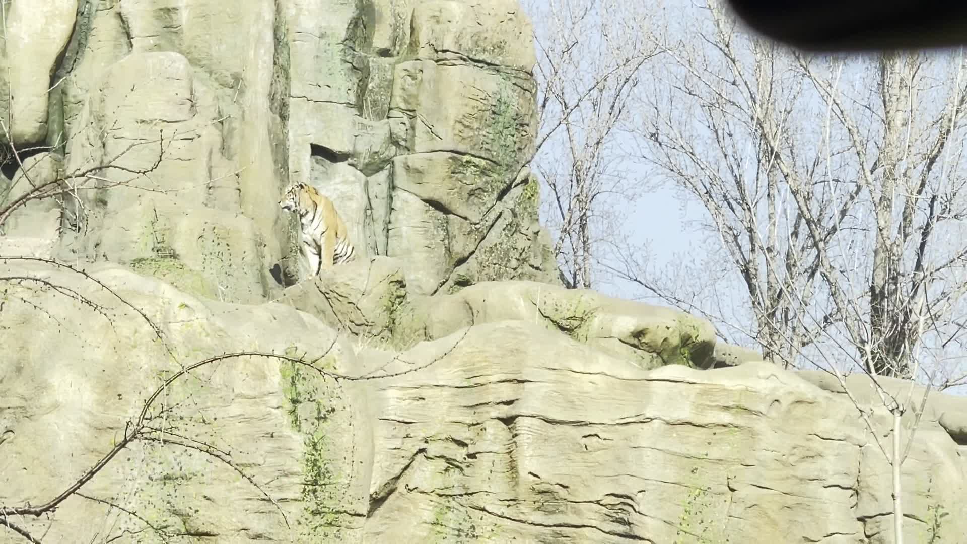 山上的老虎猛虎野生动物园视频的预览图