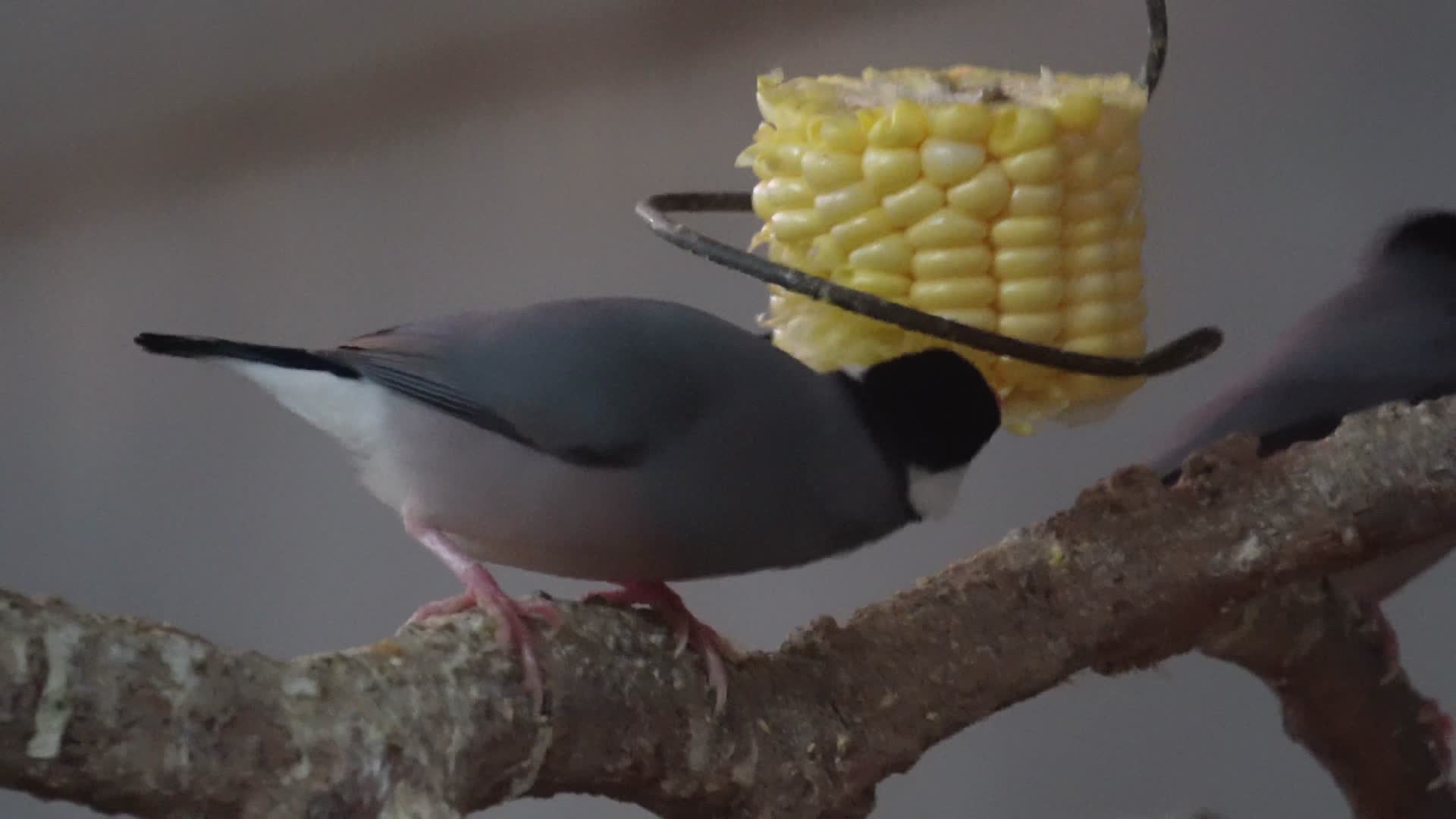 山雀吃玉米进食小鸟鸟类视频的预览图
