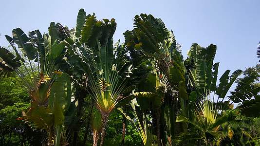 实拍热带植物棕树视频的预览图