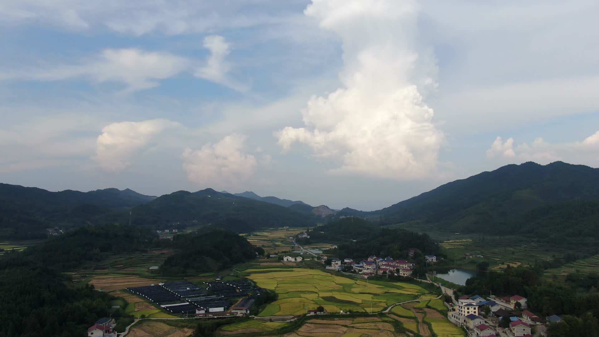 航拍美丽乡村金黄稻田农业种植视频的预览图