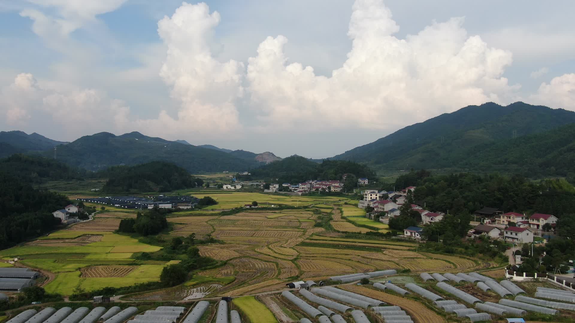 航拍美丽乡村金黄稻田农业种植视频的预览图