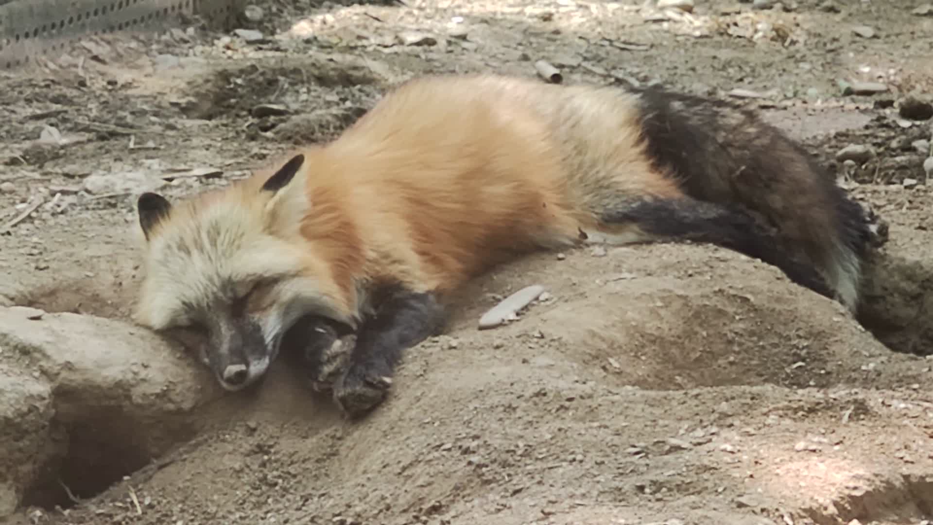 动物园狐狸视频的预览图