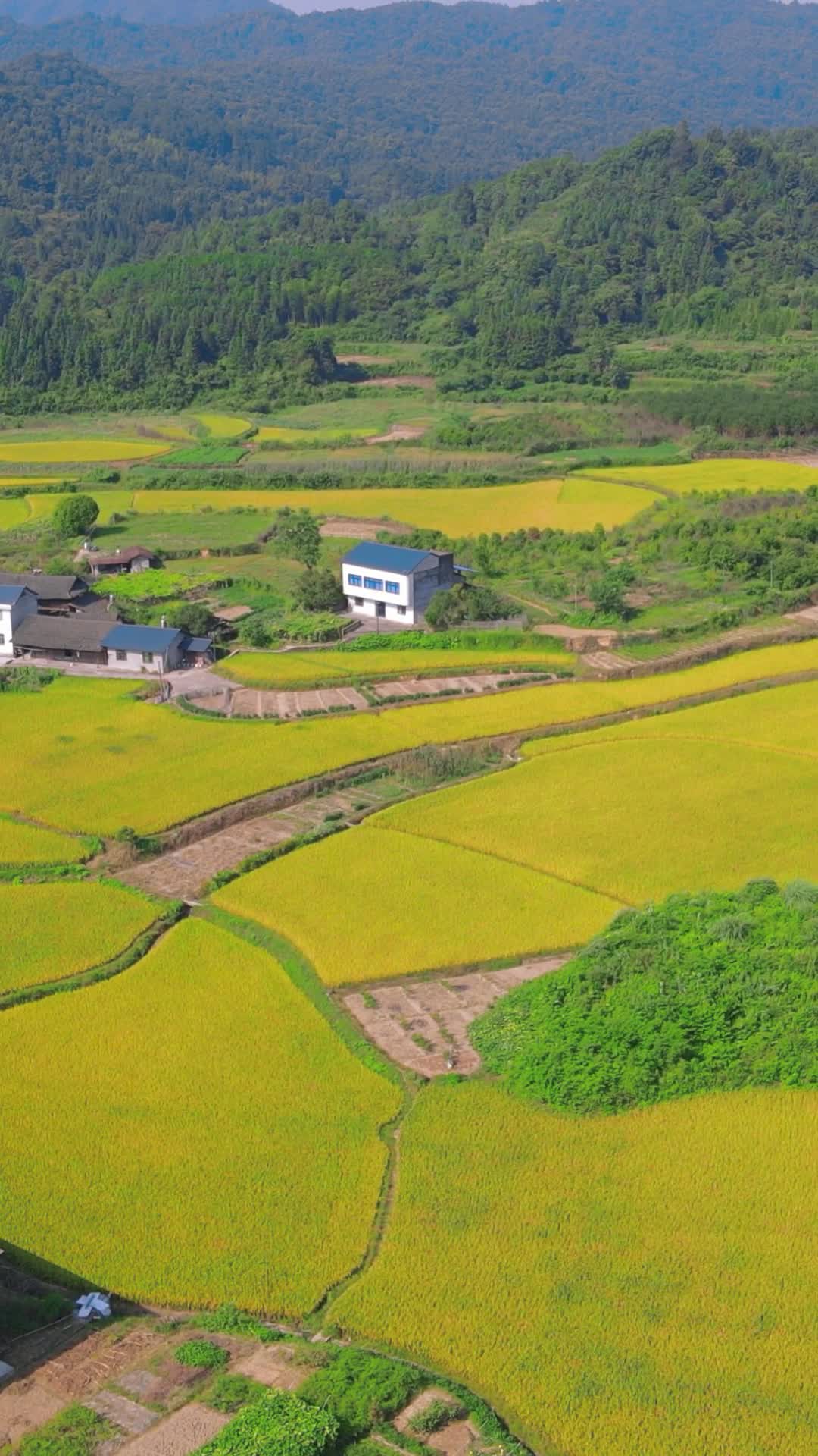 航拍金黄农田农业种植基地竖屏视频的预览图