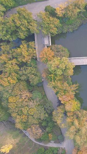 山东济南大明湖5A景区秋天景色竖屏航拍视频的预览图
