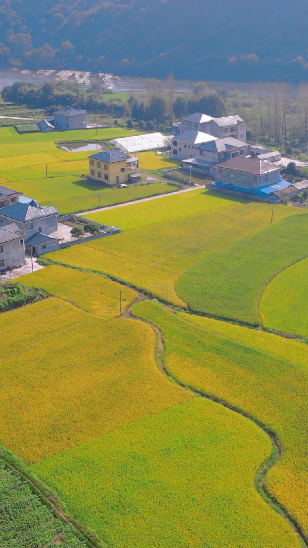 航拍金黄稻田农田农业种植基地竖屏视频的预览图