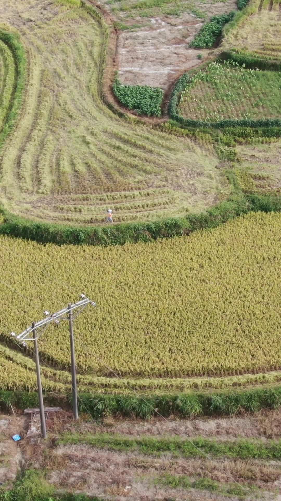 航拍秋收农业种植农田视频的预览图