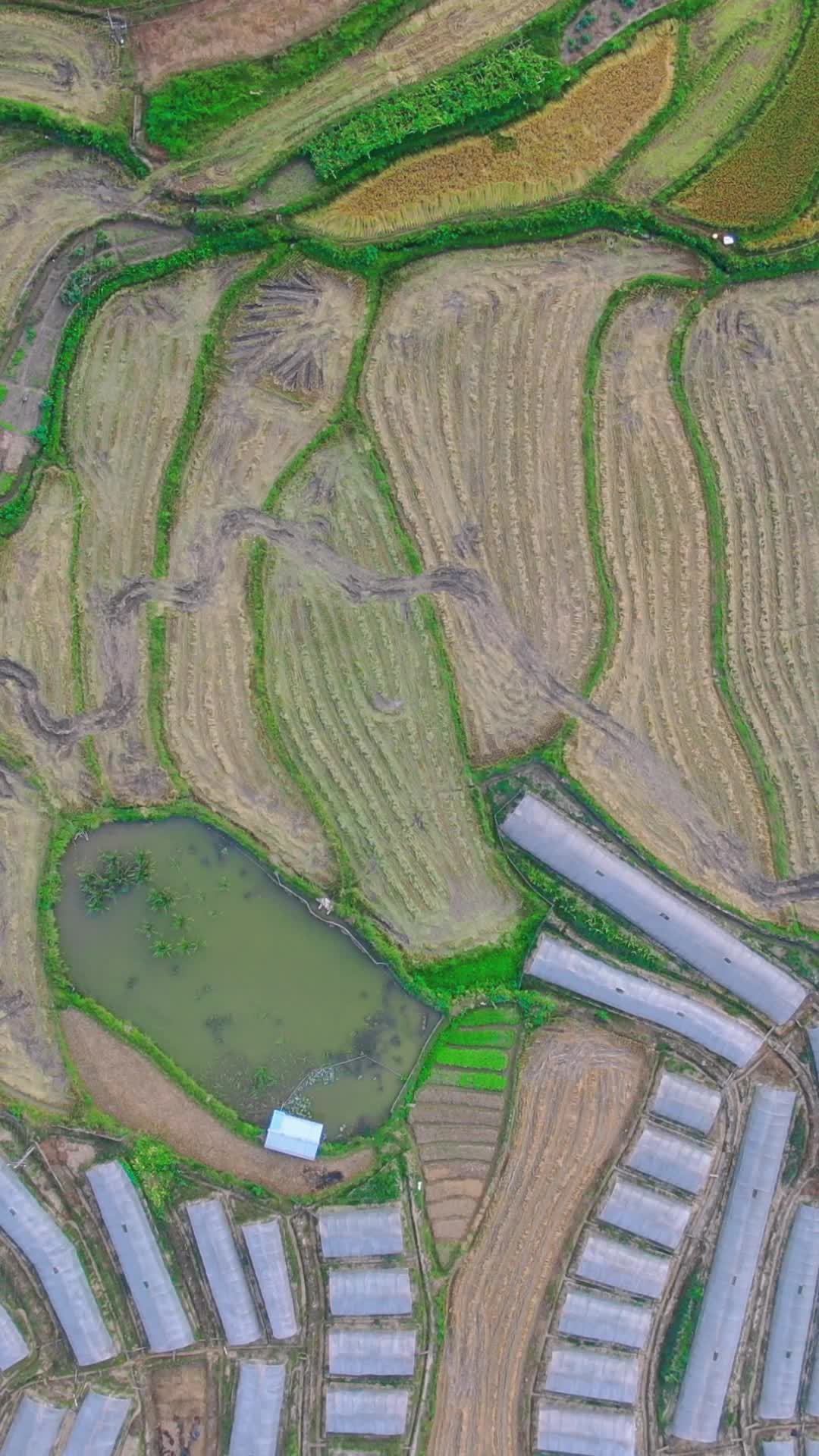 航拍秋收农业种植农田视频的预览图