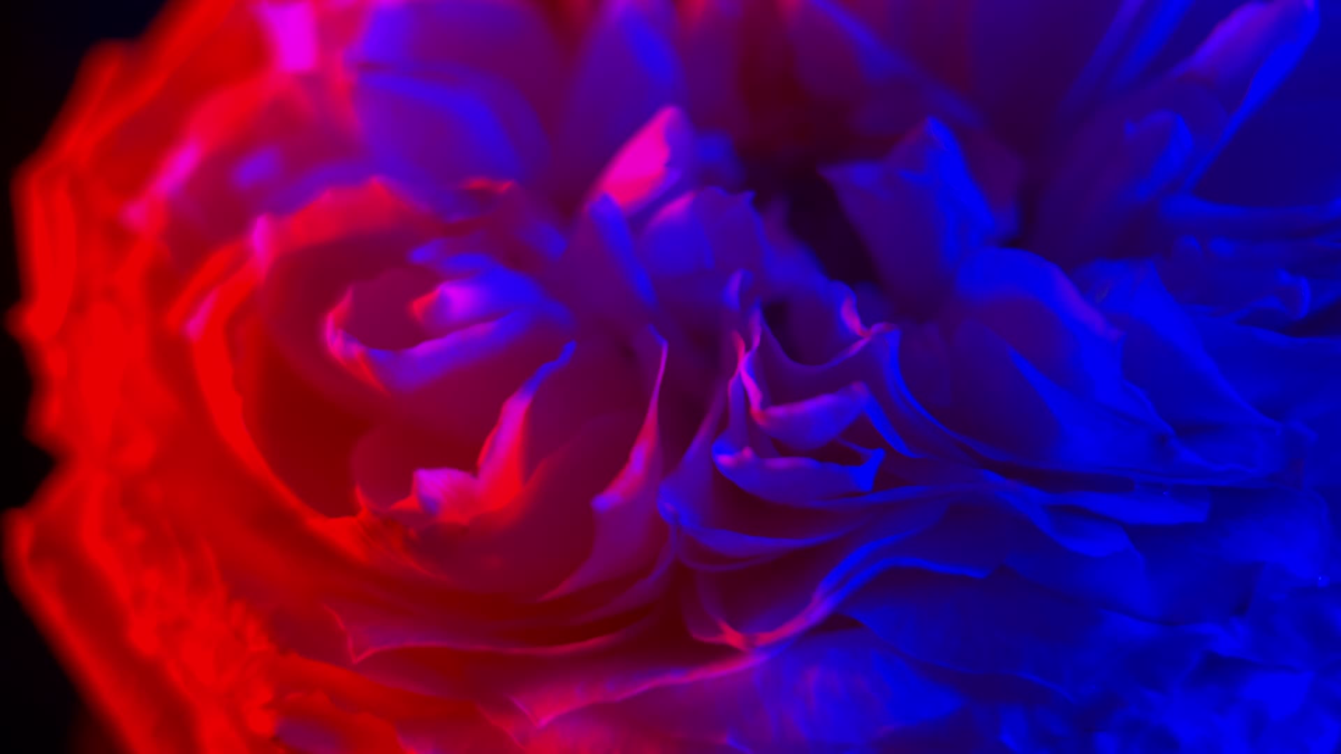 红蓝光梦幻旋转花朵视频的预览图