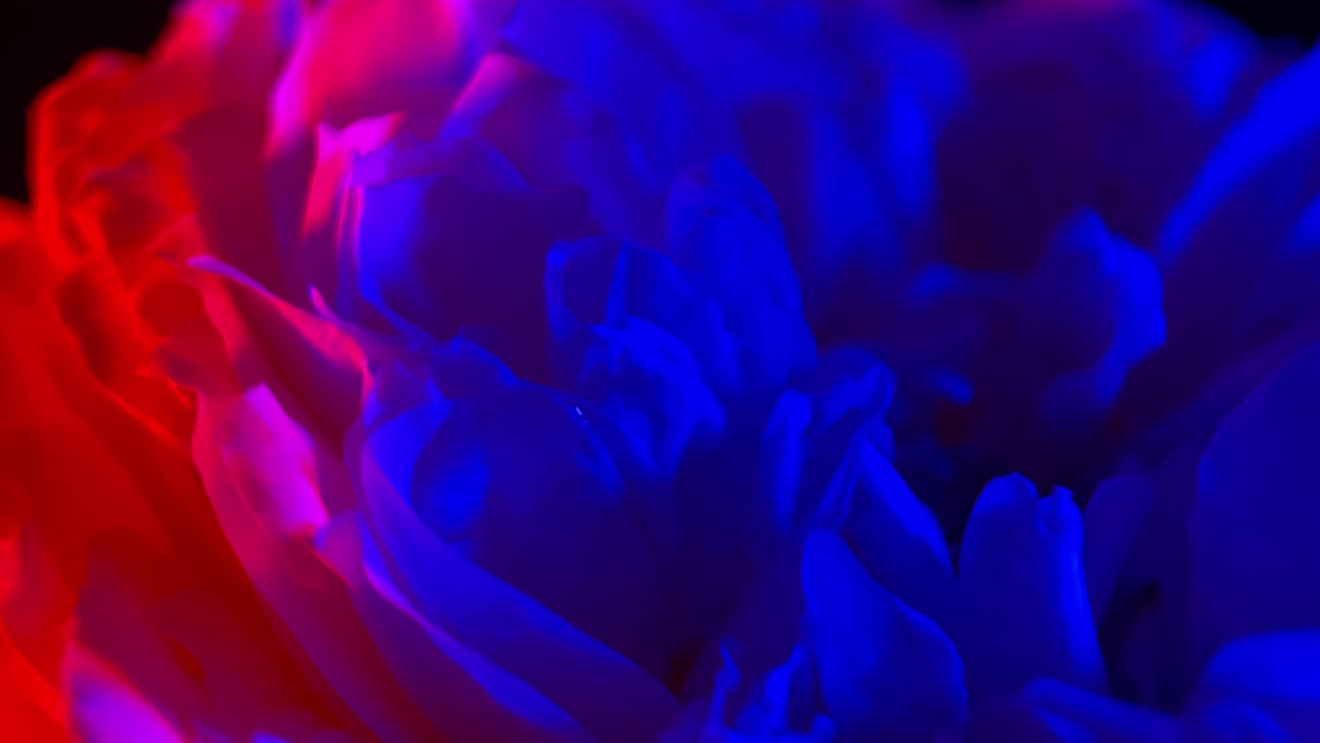 红蓝光梦幻旋转花朵视频的预览图