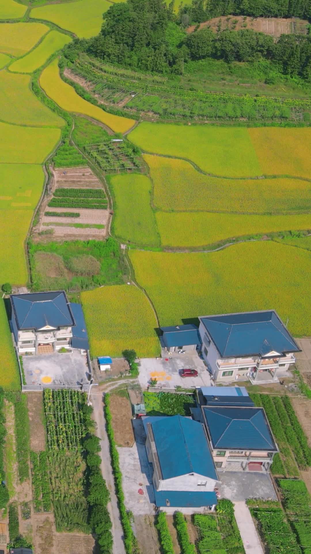 航拍金黄稻田农业种植农田视频的预览图