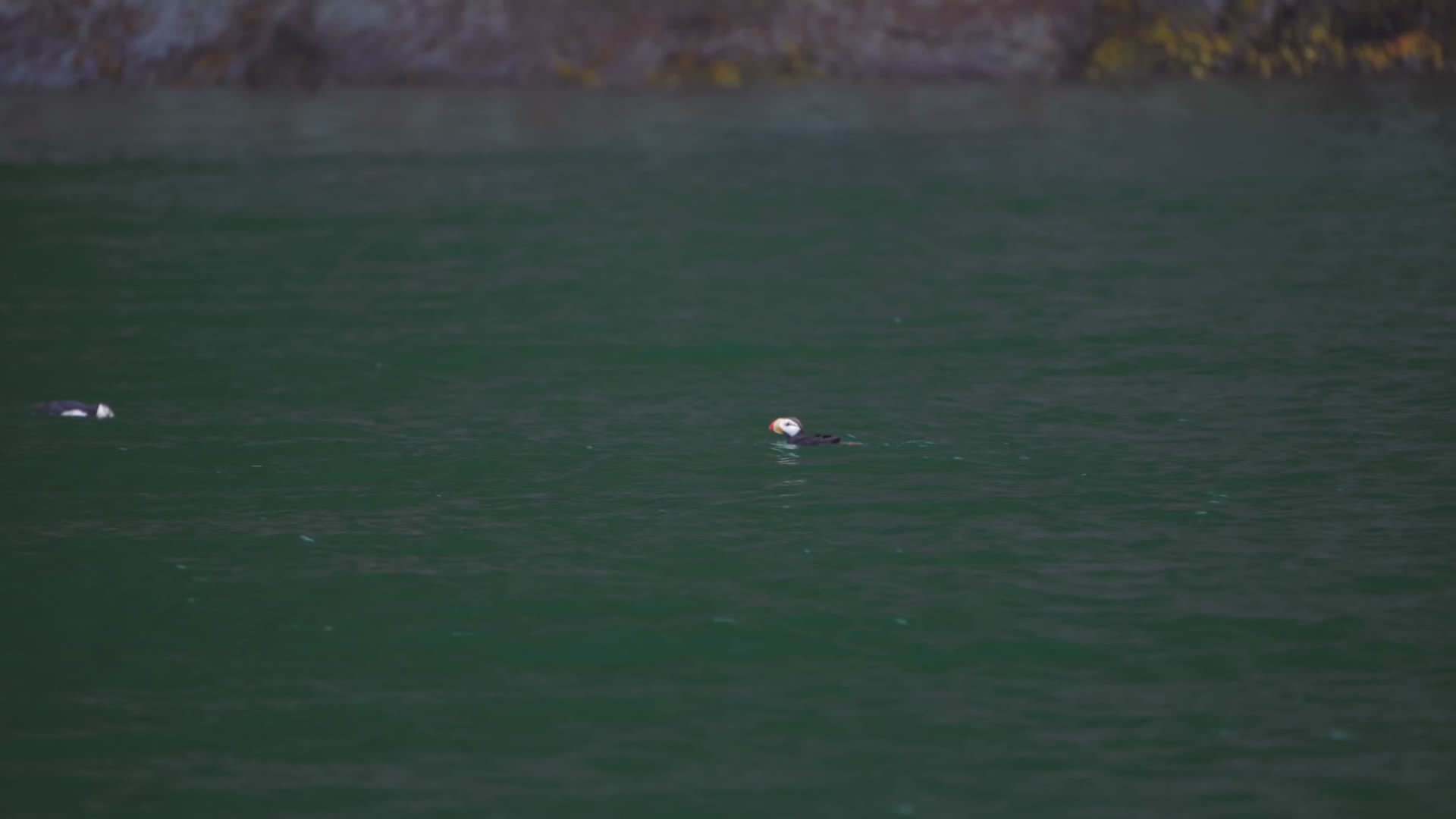 红嘴海雀海鸟嬉戏飞翔视频的预览图
