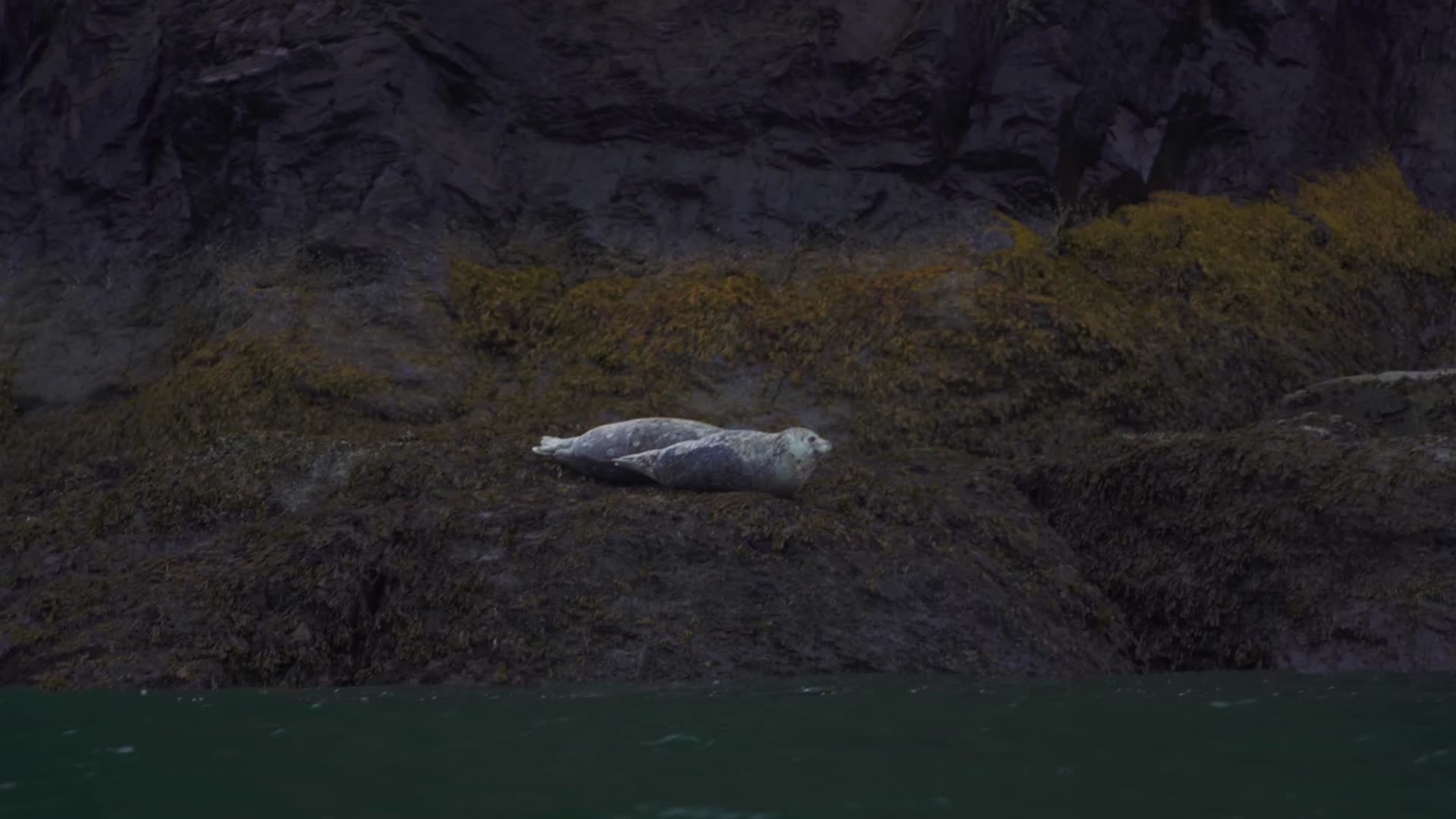 海岸边休息的海豹视频的预览图