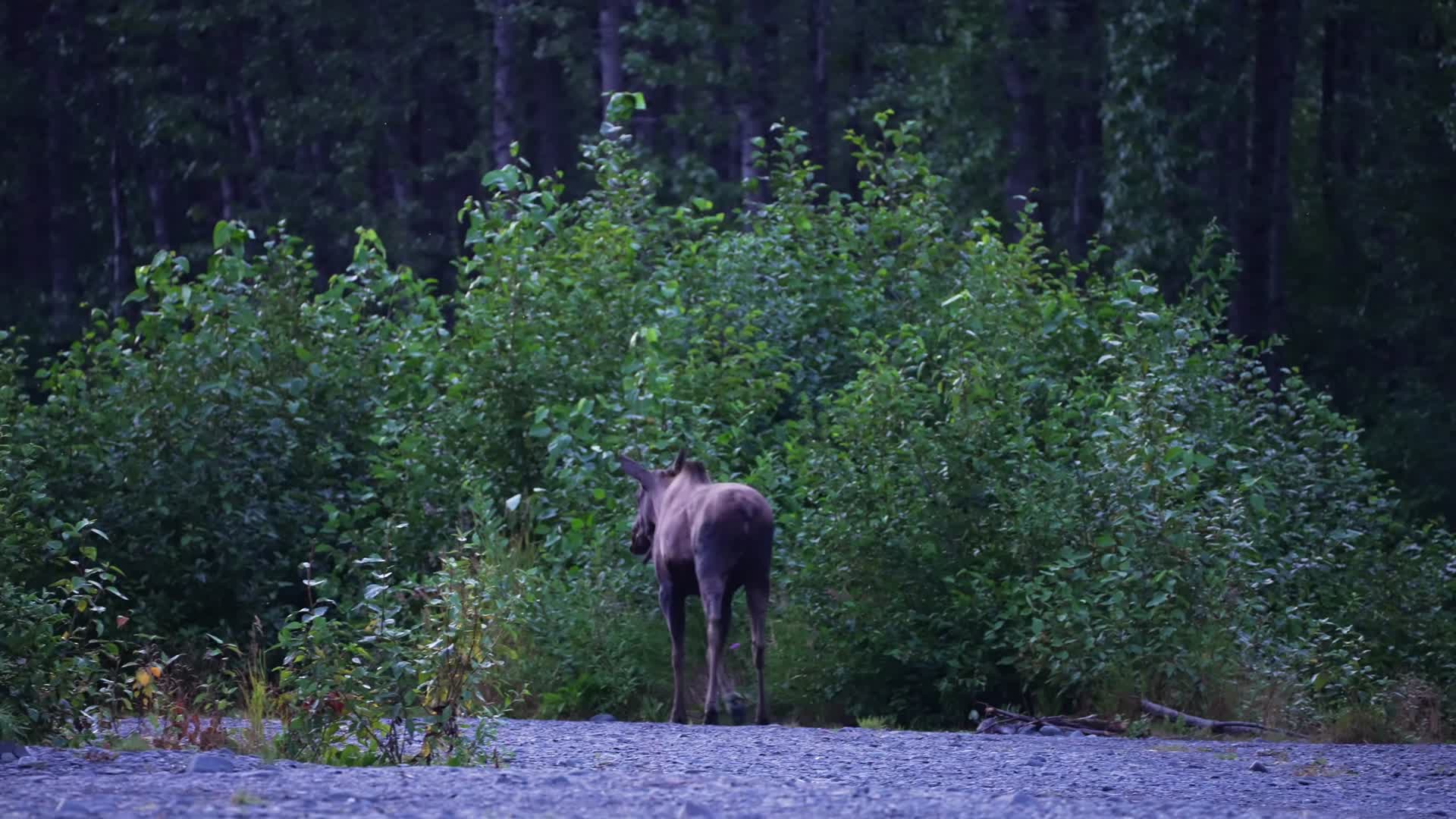 大山森林中野生驯鹿视频的预览图