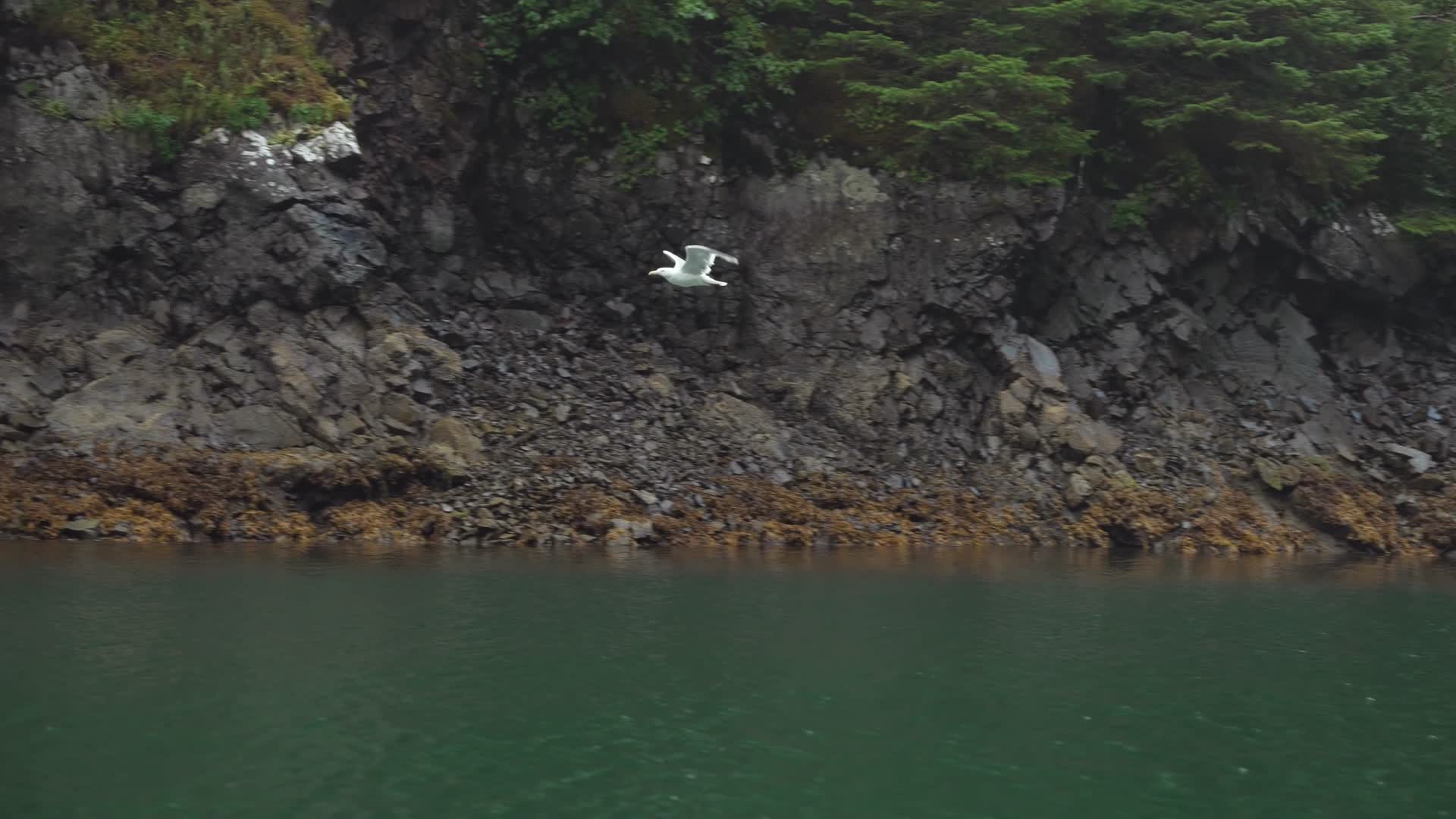 海岸森林海鸥飞翔视频的预览图