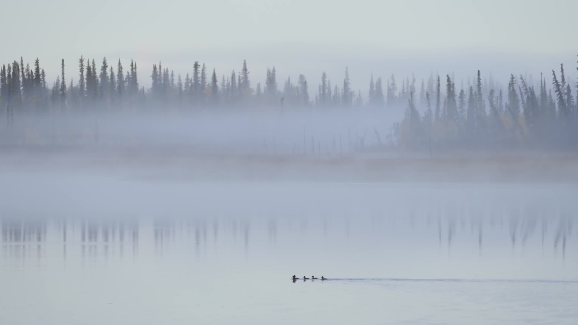 雾气弥漫湖面鸭子成群视频的预览图