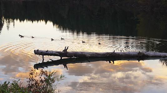 夕阳晚霞湖面倒影鸭子视频的预览图
