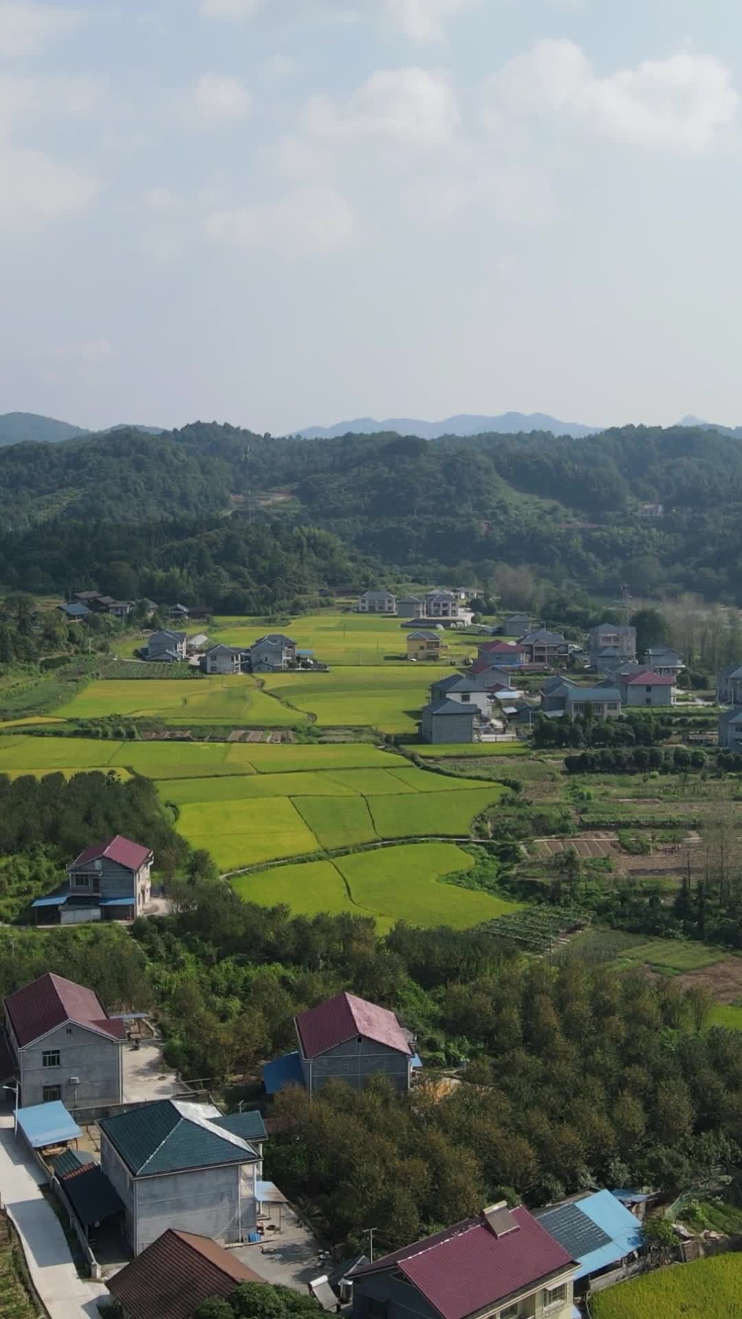 航拍美丽乡村田园农业种植稻田视频的预览图
