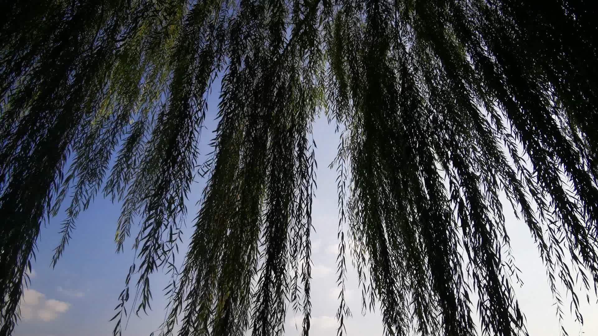 实拍绿油油小草植物视频的预览图