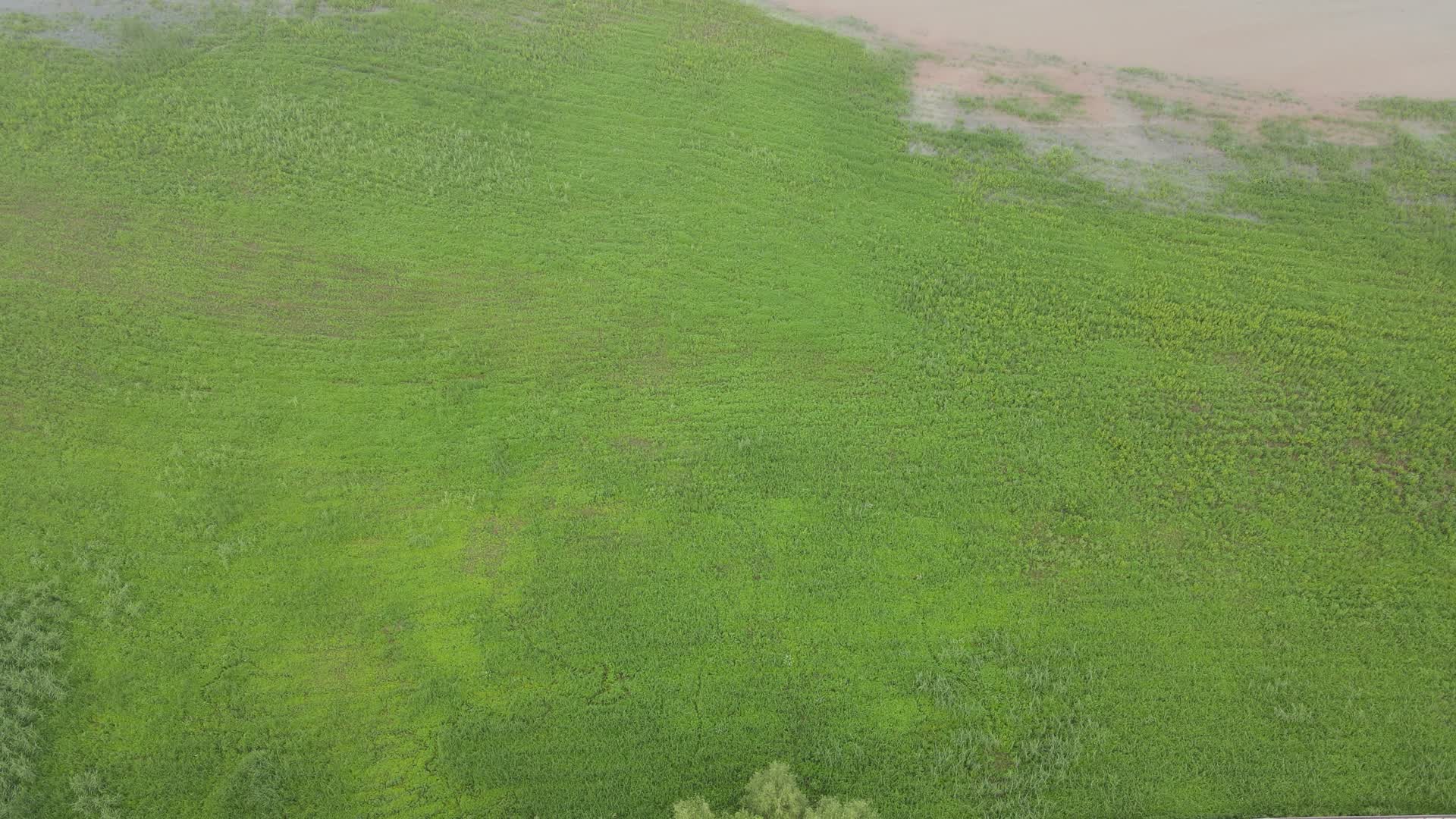 湖南长沙湘江绿地植物视频的预览图