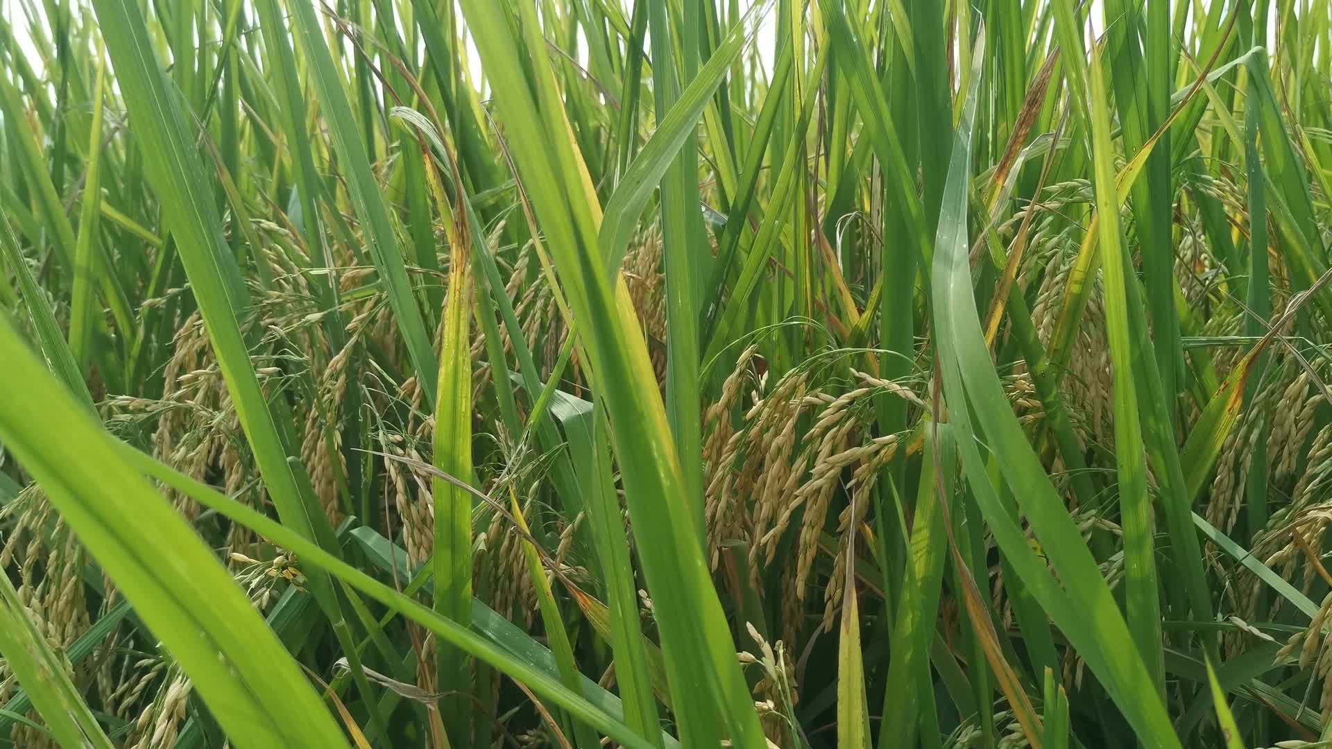 实拍成熟水稻粮食杂交水稻视频的预览图