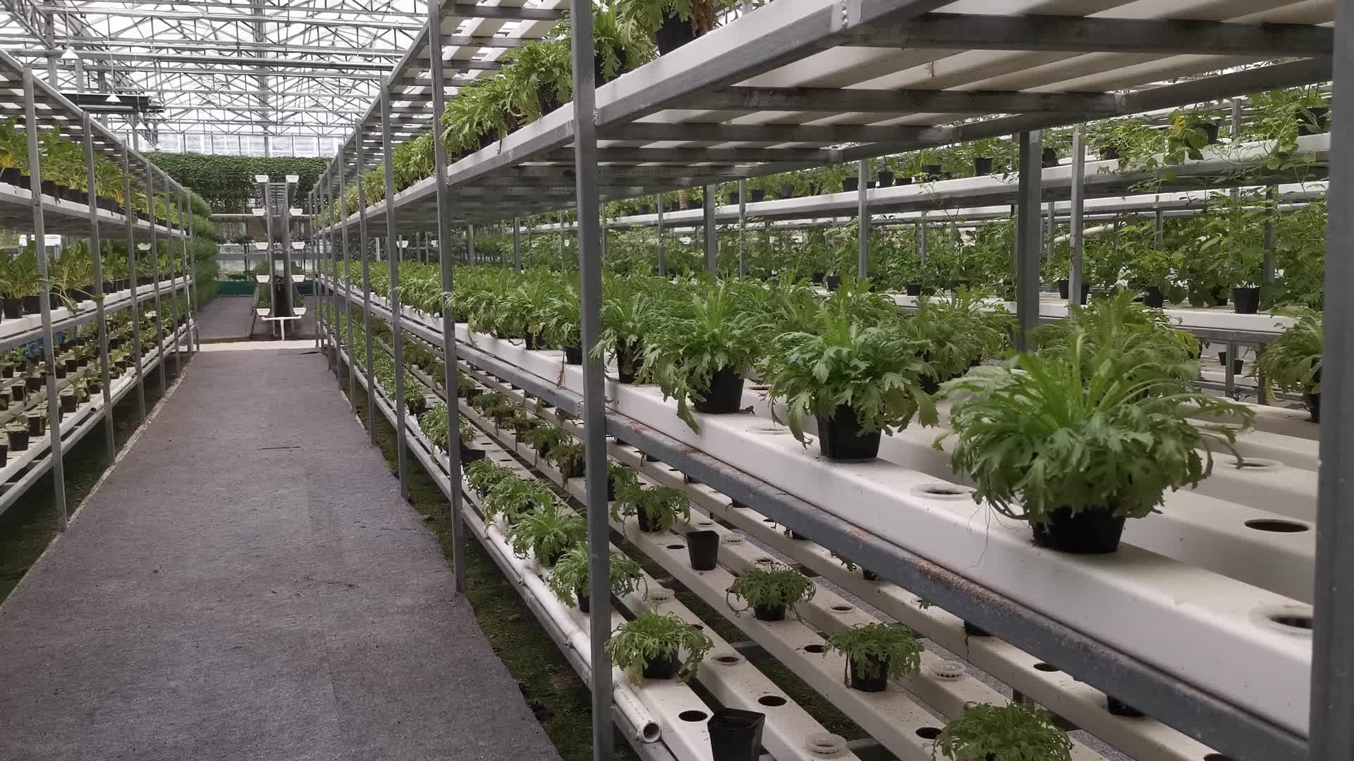 实拍大棚有机蔬菜农业种植视频的预览图