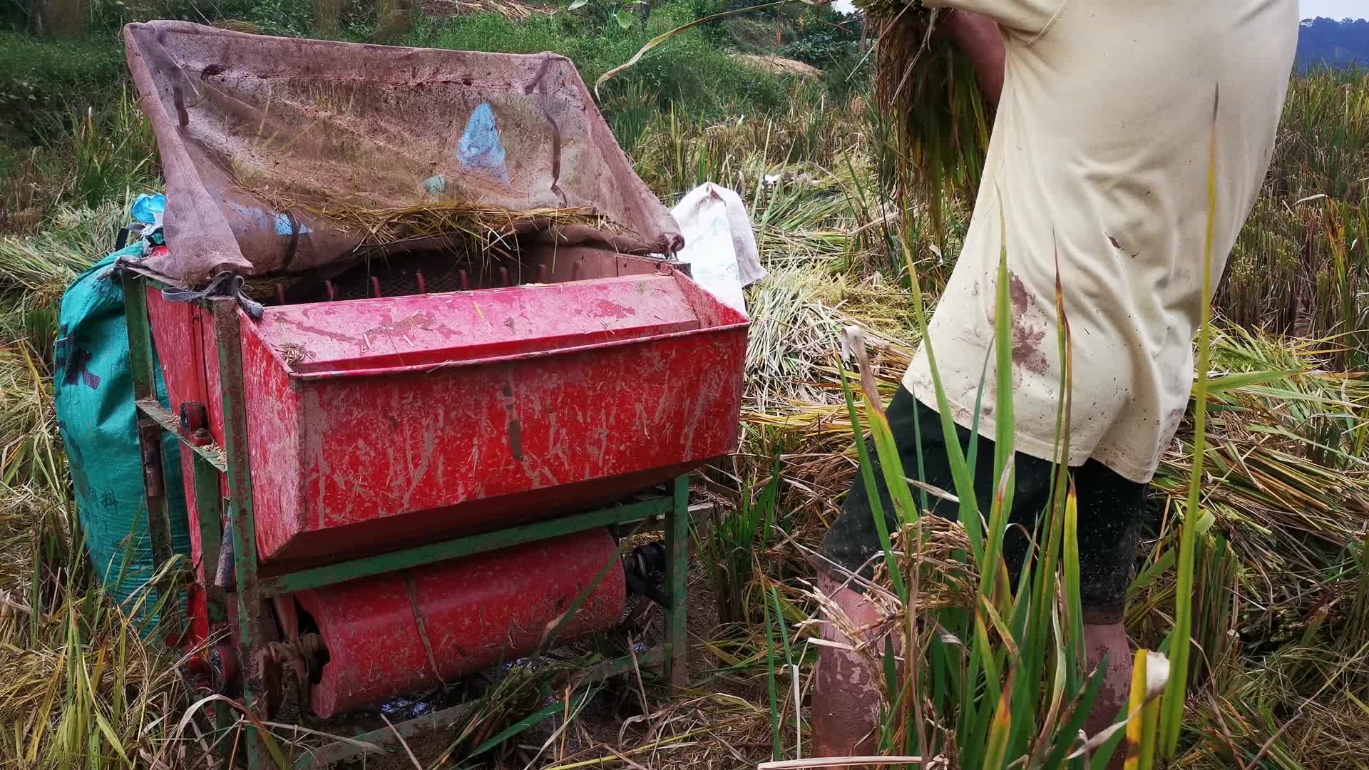 实拍农民秋收粮食稻谷视频的预览图