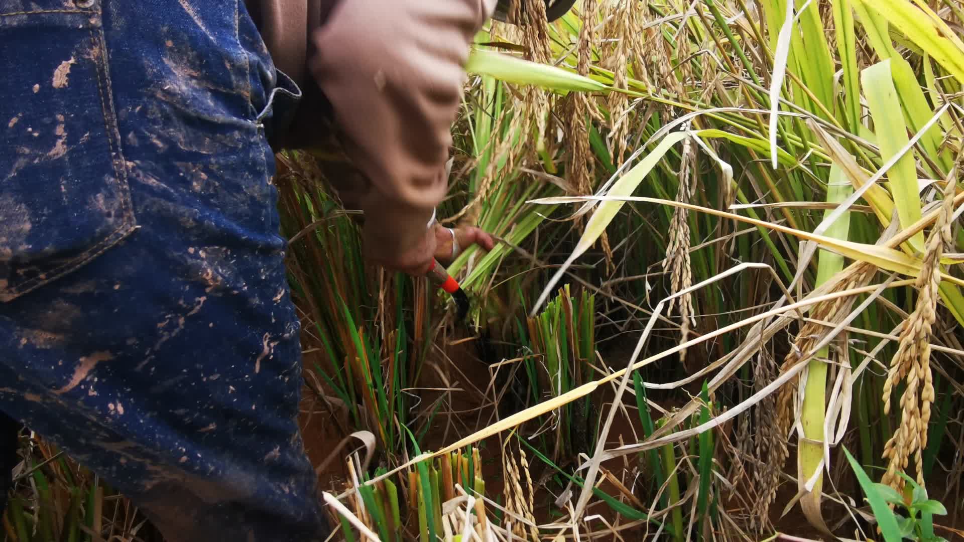 实拍农民秋收粮食稻谷视频的预览图