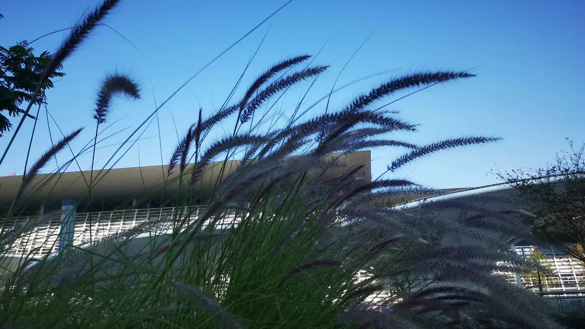 实拍路边野草植物视频的预览图