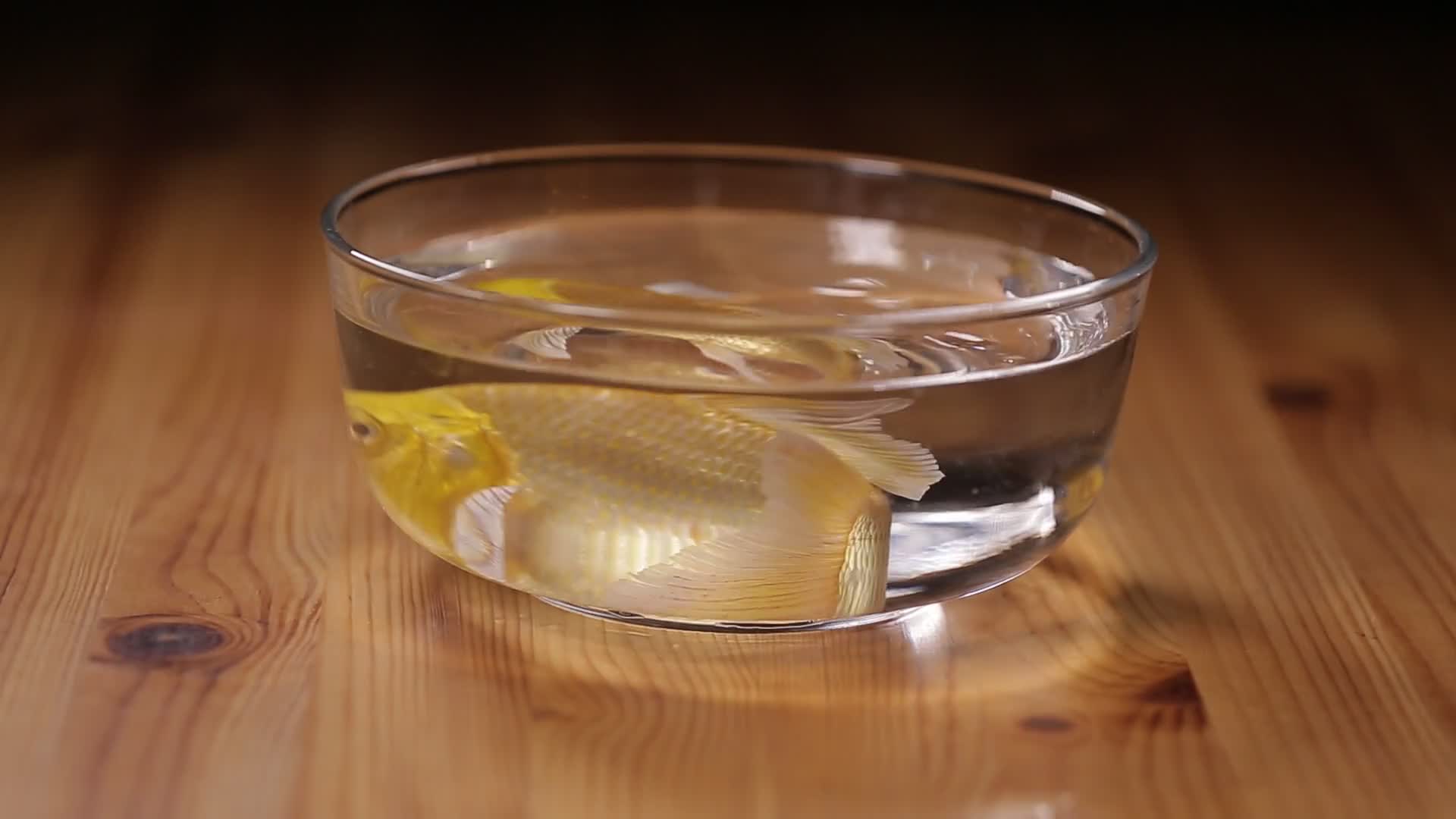 玻璃鱼缸里的金鱼锦鲤视频的预览图