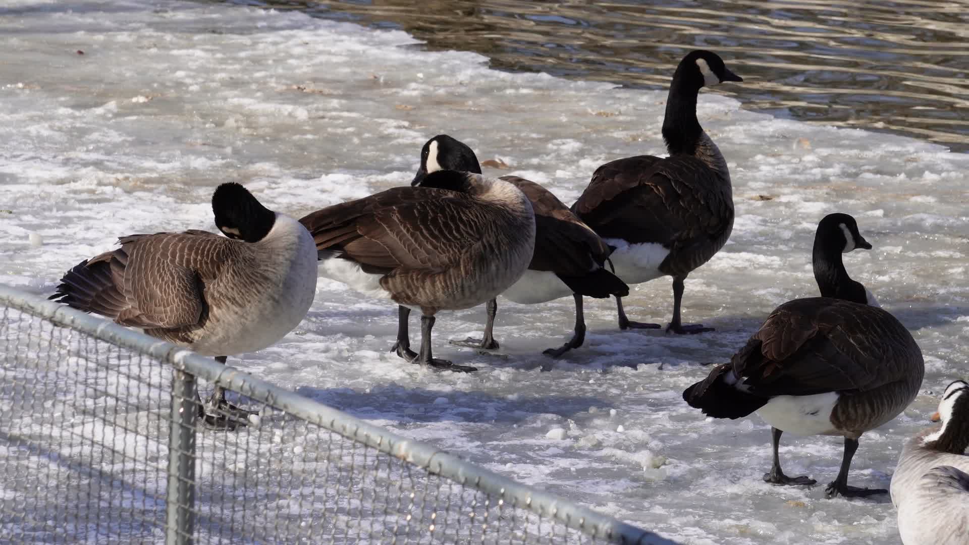 水禽岛水禽湖喂鸭子大雁天鹅大自然生态视频的预览图