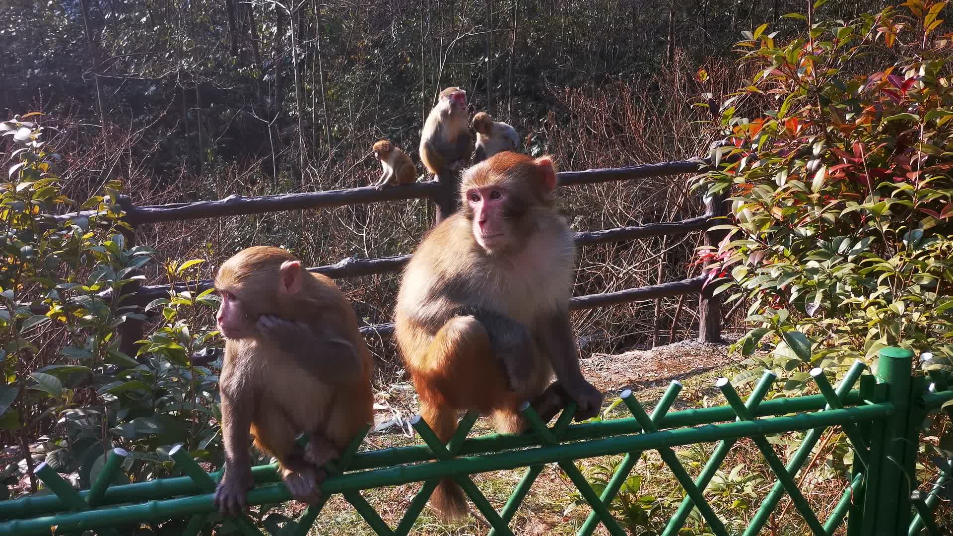 湖南张家界武陵源金丝猴视频的预览图