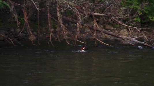 鸭子在水中捕食游泳视频的预览图