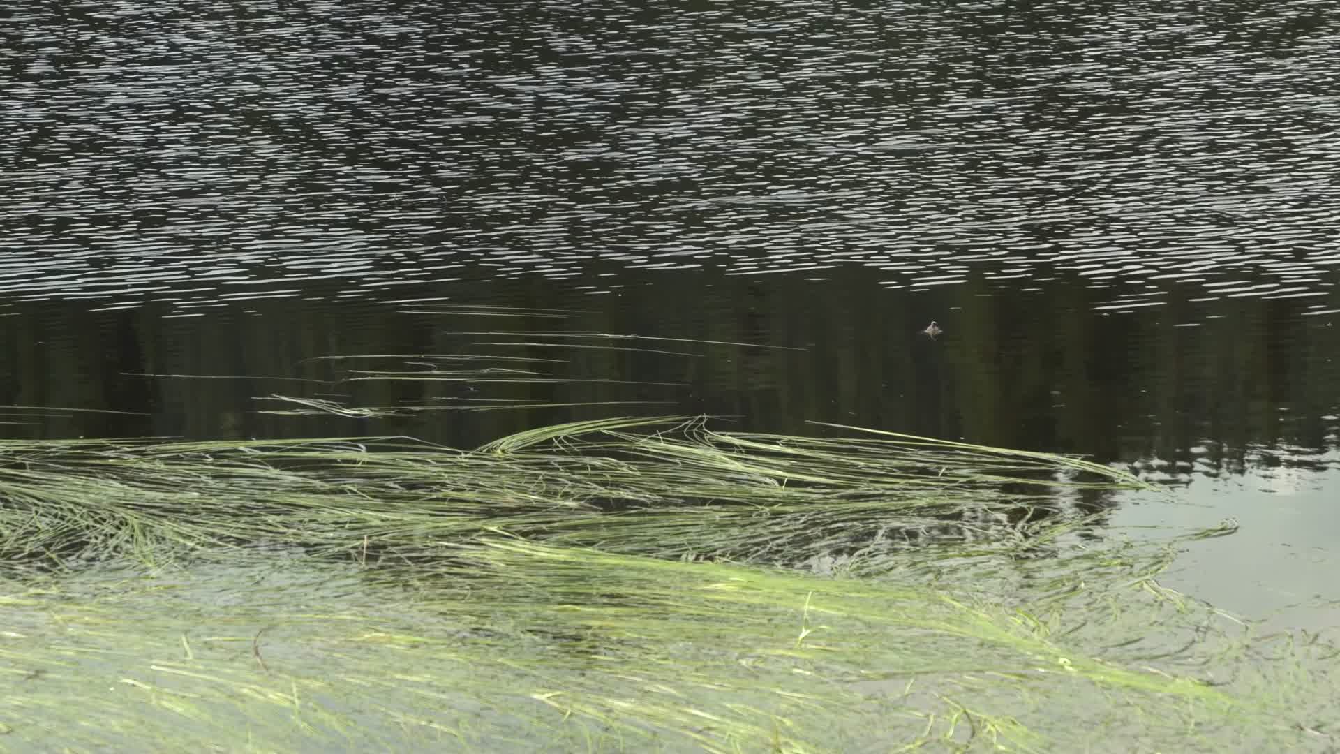 夏季夏日湖水树木花草视频的预览图
