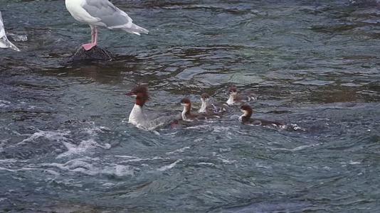 母鸭子带着小鸭子在水中视频的预览图