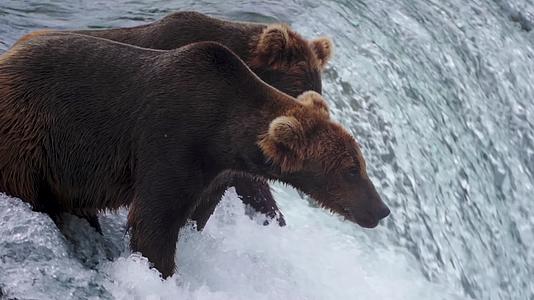 36棕熊捕鱼吃鱼视频的预览图
