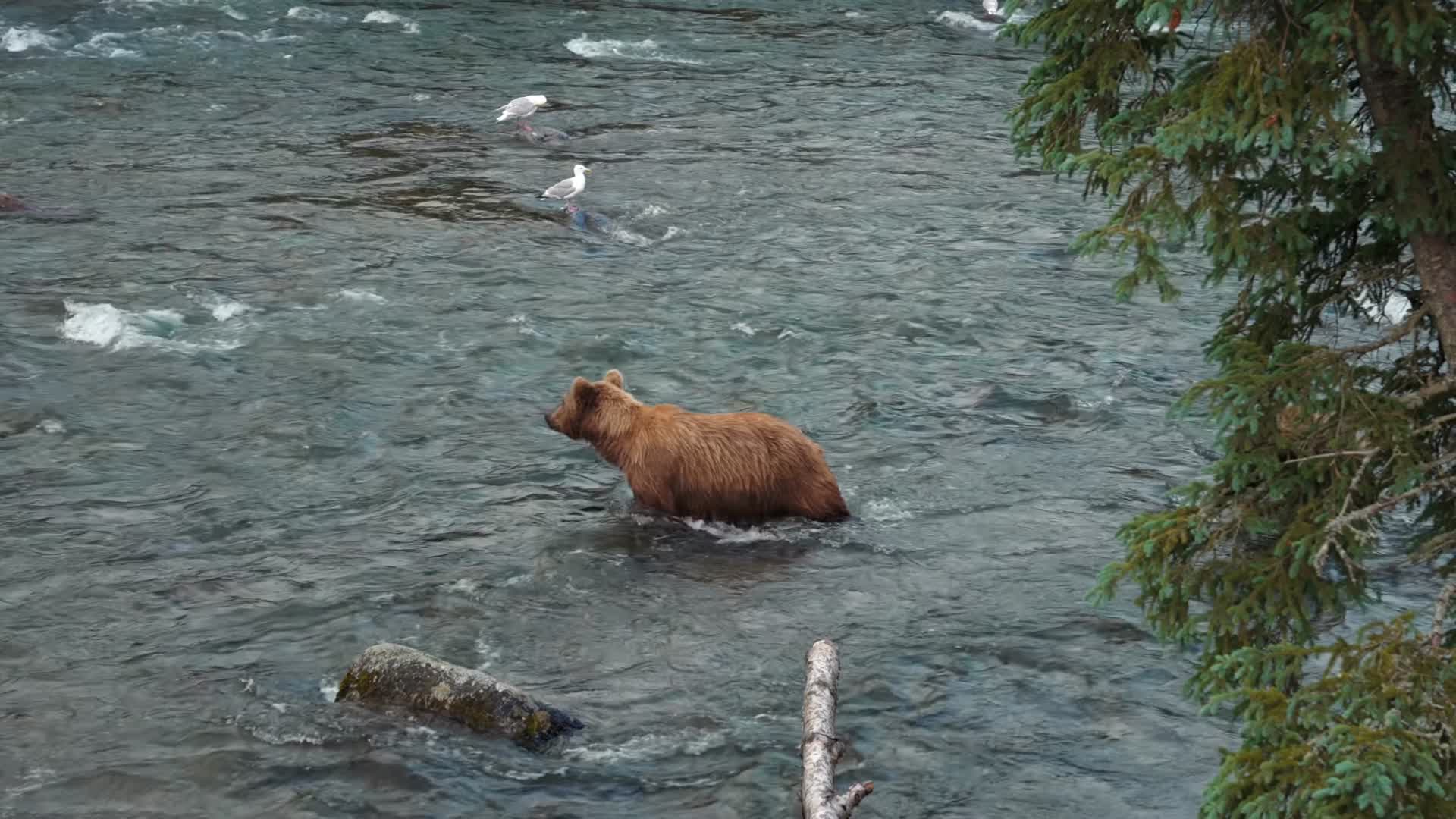 棕熊河水中捕食大马哈鱼视频的预览图