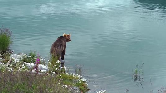 野外棕熊戏水游泳视频的预览图