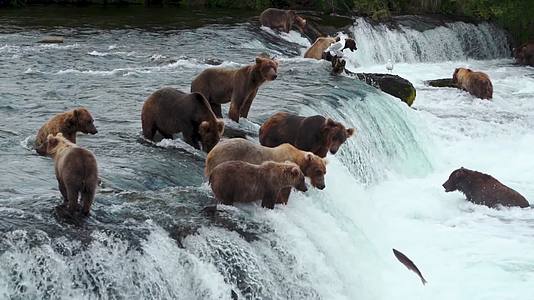 棕熊捕食大马哈鱼阿拉斯加视频的预览图