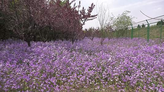 春日的唯美与浪漫都在这片紫色花海里视频的预览图