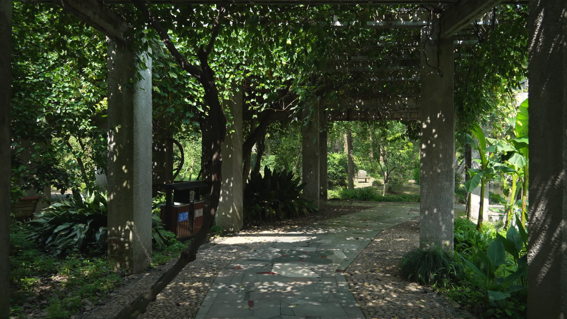 中国科学院武汉植物园迷雾丛林视频的预览图