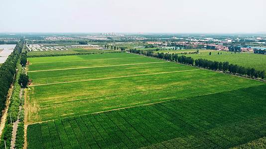 北京农业玉米田航拍视频的预览图