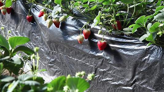 玻璃温室草莓视频的预览图