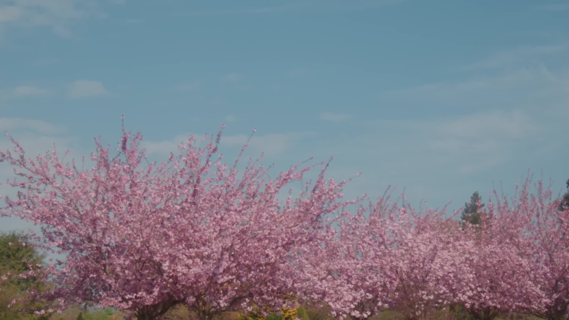 春夏唯美花瓣温暖阳光视频的预览图