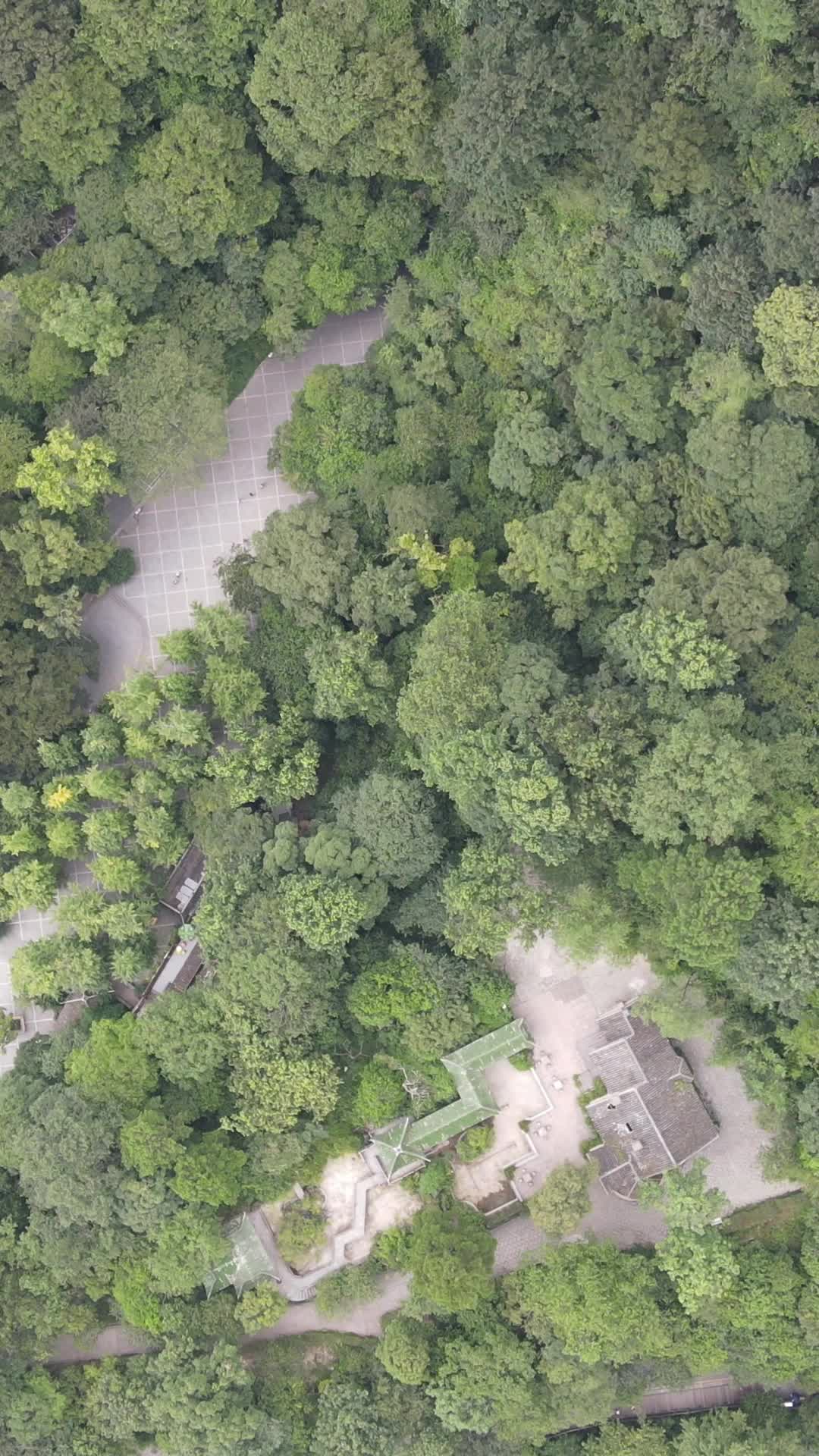 航拍绿色植物森林竖屏视频的预览图