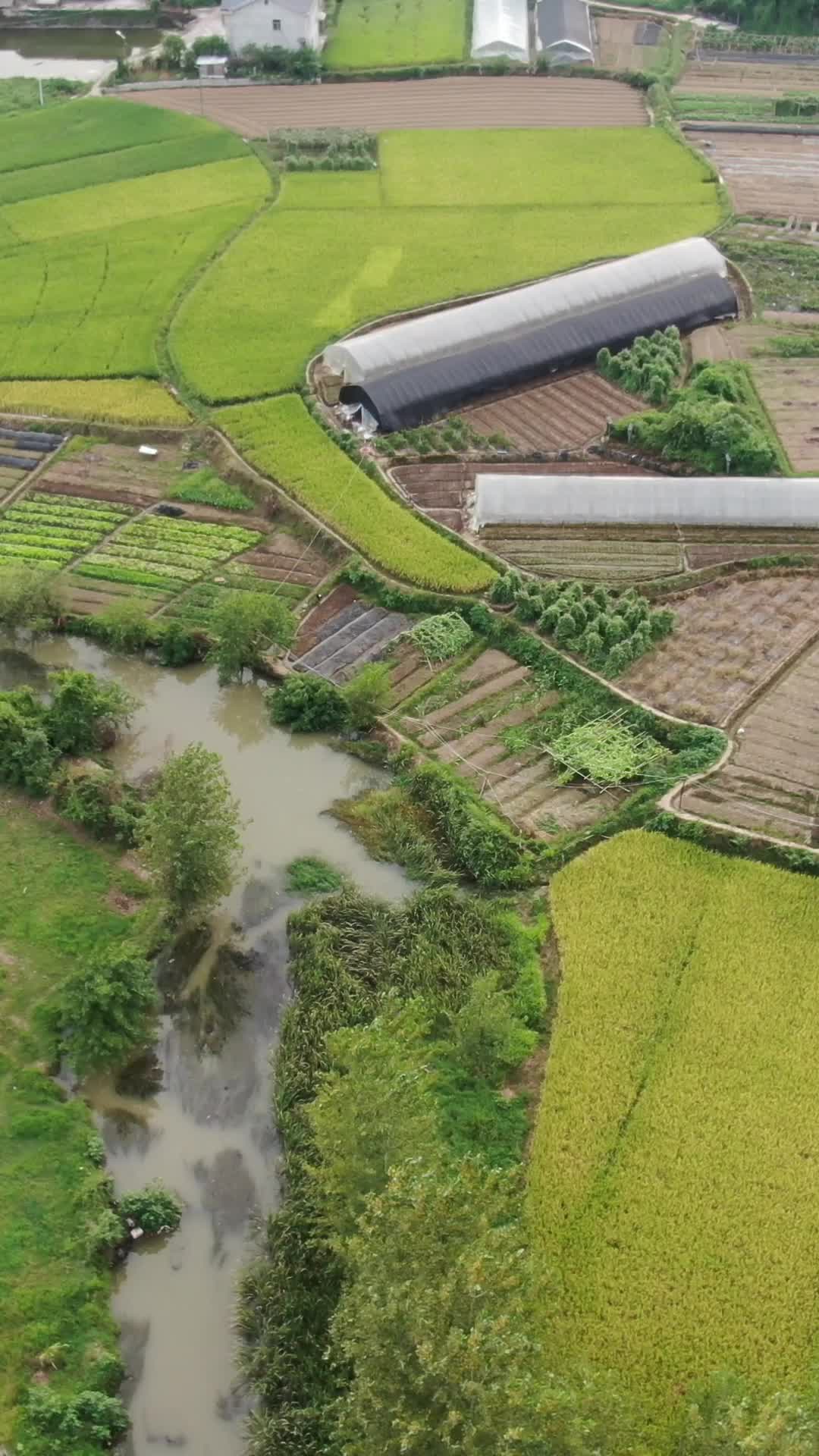 航拍农业种植金黄稻田竖屏视频的预览图