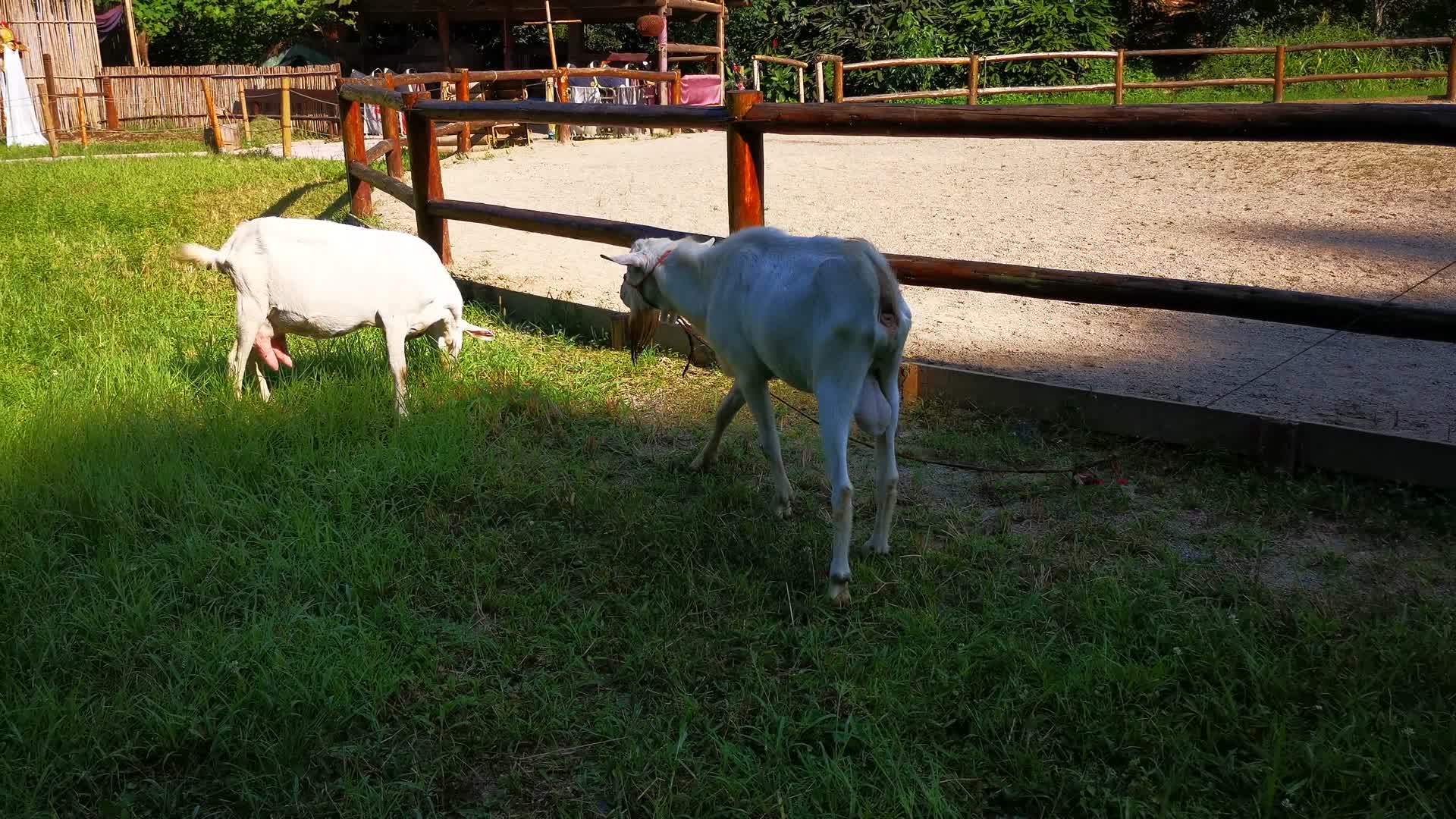 实拍动物山羊吃草视频的预览图